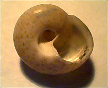 Gibbula da determinare